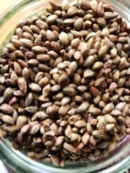 Удобрения: Thuja toxumları, sərv, Arizona sərv, mavi thuja, qərb thuja və şərq at lalafo.az — 9 Удобрения: Thuja toxumları, sərv, Arizona sərv, mavi thuja, qərb thuja və şərq — 9