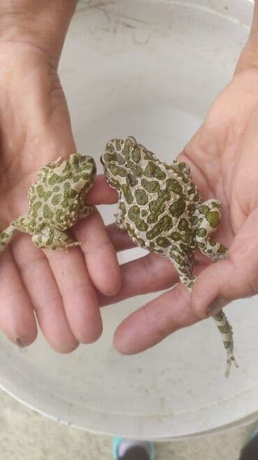 Yaşıl ləkəli qurbağalar – terrarium üçün maraqlı və rəngarəng lalafo.az -da Yaşıl ləkəli qurbağalar – terrarium üçün maraqlı və rəngarəng