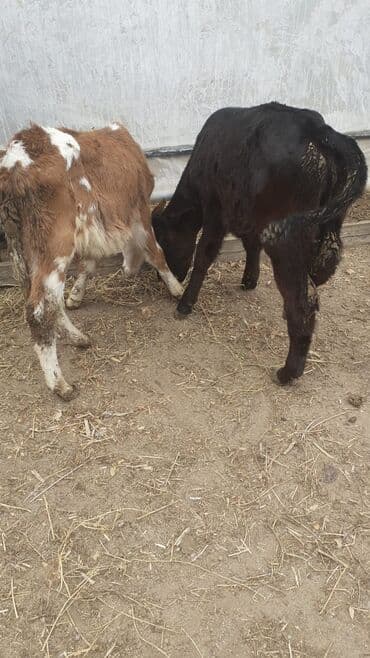 Erkək smental və dişi Oberman avqusu Cütü 2500 .2ay yarımlıq ot və lalafo.az -da — 2 Erkək smental və dişi Oberman avqusu Cütü 2500 .2ay yarımlıq ot və — 2