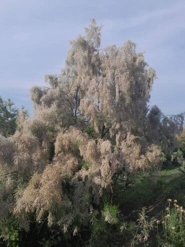 130 sot, Kənd təsərrüfatı, Mülkiyyətçi, Kupça (Çıxarış) lalafo.az -da 130 sot, Kənd təsərrüfatı, Mülkiyyətçi, Kupça (Çıxarış)