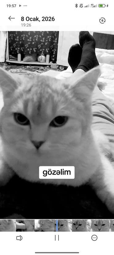 Şotland, Dişi, Ünvandan götürmə lalafo.az -da Şotland, Dişi, Ünvandan götürmə