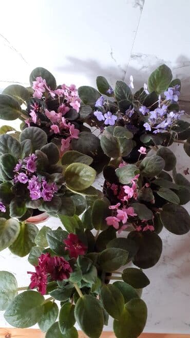 Afrika bənövşələri (Saintpaulia) – müxtəlif rəngli və formalı sortlar lalafo.az -da Afrika bənövşələri (Saintpaulia) – müxtəlif rəngli və formalı sortlar