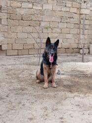 Alman çoban iti, 2 il, Erkek, Ünvandan götürmə lalafo.az -da Alman çoban iti, 2 il, Erkek, Ünvandan götürmə