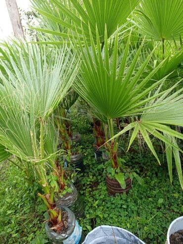 Vasiqton sortudu bular her olcude var boyukler 20 manatdi oz lalafo.az -da — 3 Vasiqton sortudu bular her olcude var boyukler 20 manatdi oz — 3