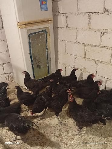 Toyuq, Damazlıq, Ödənişli çatdırılma lalafo.az -da Toyuq, Damazlıq, Ödənişli çatdırılma