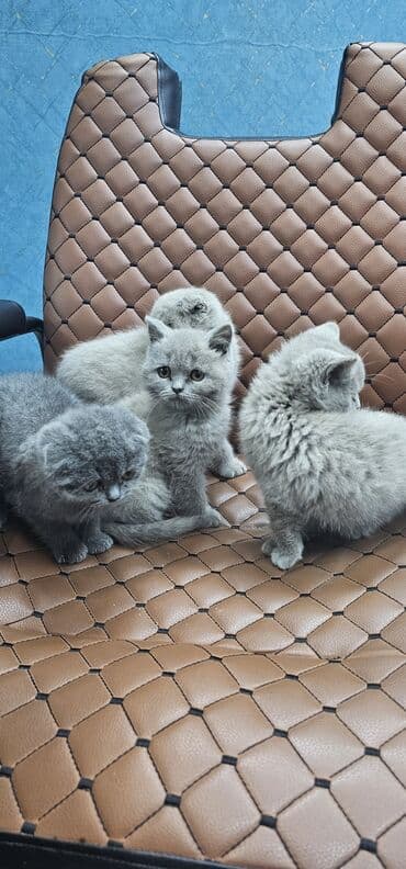 Erkək, Yaxşı əllərə, Rayonlara çatdırılma lalafo.az -da Erkək, Yaxşı əllərə, Rayonlara çatdırılma