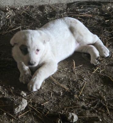 Kanqal, 2 ay, Dişi, Peyvəndli lalafo.az -da Kanqal, 2 ay, Dişi, Peyvəndli