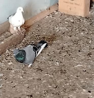 Salam göy ag qened erkek tutulmadir qiymet 20manat unvan maşdaga lalafo.az -da Salam göy ag qened erkek tutulmadir qiymet 20manat unvan maşdaga