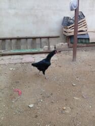 Heyratı toyuq satılır bir ədədi 60 manatdır tam sağlamdır türk sortudu lalafo.az -da Heyratı toyuq satılır bir ədədi 60 manatdır tam sağlamdır türk sortudu