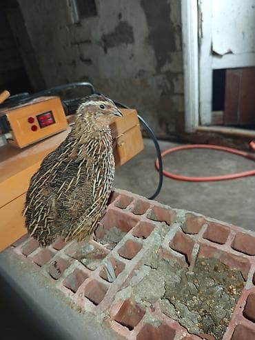 Məhsul: Bildirçinlər Təsvir: - Şəkillərdə göstərilən evdə bəslənən lalafo.az -da — 1 Məhsul: Bildirçinlər Təsvir: - Şəkillərdə göstərilən evdə bəslənən — 1