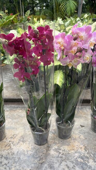 Bitki dərmanları: Vatsapp mövcuddur!. Çatdırılma metrolara, Şamaxinkaya mövcuddur və lalafo.az -da — 4 Bitki dərmanları: Vatsapp mövcuddur!. Çatdırılma metrolara, Şamaxinkaya mövcuddur və — 4