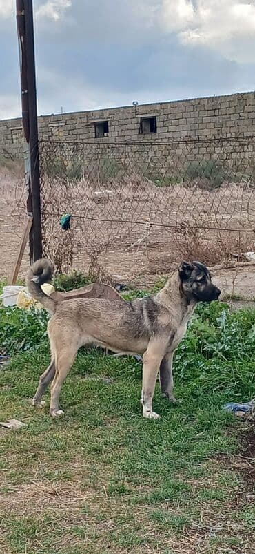 Kanqal, 1 il, Dişi, Peyvəndli lalafo.az -da Kanqal, 1 il, Dişi, Peyvəndli
