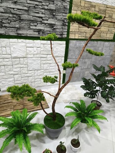 Dekorativ bonsay şam ağacı – qapalı məkanlar üçün - Təbii görünüşlü lalafo.az -da Dekorativ bonsay şam ağacı – qapalı məkanlar üçün - Təbii görünüşlü