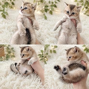 Şinşilla, Yaxşı əllərə, Ünvandan götürmə lalafo.az -da Şinşilla, Yaxşı əllərə, Ünvandan götürmə