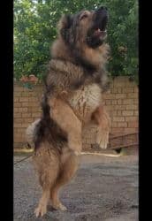 Qafqaz çoban iti, 3 il, Erkek, Peyvəndli lalafo.az -da Qafqaz çoban iti, 3 il, Erkek, Peyvəndli