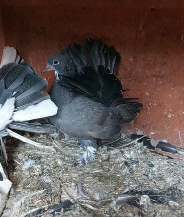 Cins: Quyruğu yelpikvari olan dekorativ göyərçinlər (fan-tail tipli) lalafo.az -da Cins: Quyruğu yelpikvari olan dekorativ göyərçinlər (fan-tail tipli)