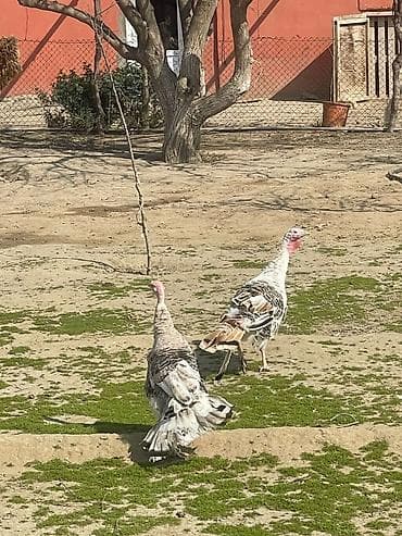 Məhsul: Hind toyuqları (hind quşları) lalafo.az -da Məhsul: Hind toyuqları (hind quşları)