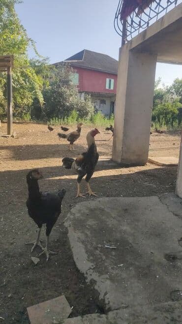 Heyrati beceler satilir 60 azn lalafo.az -da Heyrati beceler satilir 60 azn