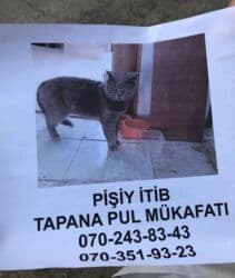 Pişik itib tapana mükafat veriləcək.(3 mkr ərazisində,Yeganə lalafo.az -da Pişik itib tapana mükafat veriləcək.(3 mkr ərazisində,Yeganə