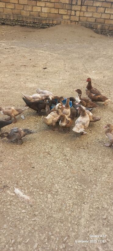 Musk ördəkləri (indoutka) – müxtəlif rənglərdə sürü - Şəkillərdə lalafo.az -da Musk ördəkləri (indoutka) – müxtəlif rənglərdə sürü - Şəkillərdə