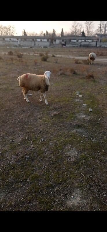 Erkək, il: 1, Ətlik lalafo.az -da Erkək, il: 1, Ətlik