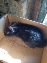 Salam dovşan satıram 12manata erkəkdir təxminən 7aylığ olar atası lalafo.az -da Salam dovşan satıram 12manata erkəkdir təxminən 7aylığ olar atası