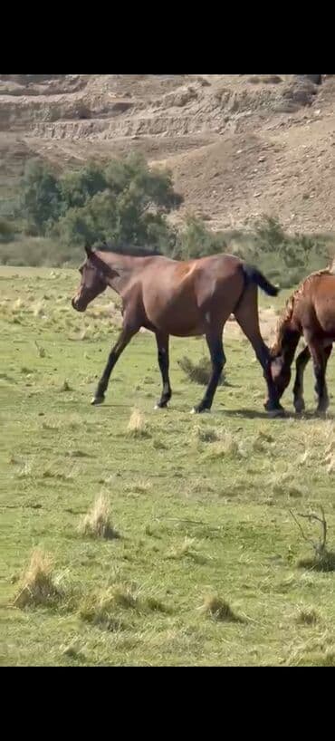 Dişi, il: 1, Ünvandan götürmə lalafo.az -da Dişi, il: 1, Ünvandan götürmə
