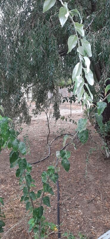 Əla,iri və şirin iydə ağacları.Hündürlüyü 2,0 var.Qiyməti 20 Azn.10 lalafo.az -da Əla,iri və şirin iydə ağacları.Hündürlüyü 2,0 var.Qiyməti 20 Azn.10