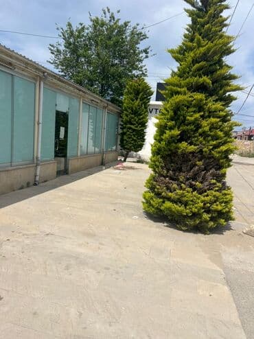 бесплатные стрижки бишкек: 175 kv qazı suyu işıqı interneti var tam temirli sklat sex üçün at lalafo.az — 3 бесплатные стрижки бишкек: 175 kv qazı suyu işıqı interneti var tam temirli sklat sex üçün — 3