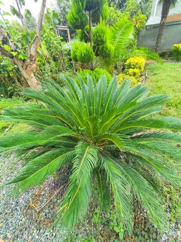 1000 AZN. Masallıda. Hündürlüyü 1m. Diametri 2m lalafo.az -da 1000 AZN. Masallıda. Hündürlüyü 1m. Diametri 2m