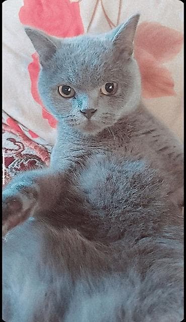 Britan, Erkək, Ödənişli çatdırılma lalafo.az -da Britan, Erkək, Ödənişli çatdırılma