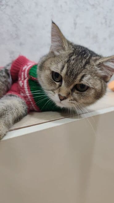 Qızıl şinşilla, Erkək, Yaxşı əllərə, Ödənişli çatdırılma lalafo.az -da Qızıl şinşilla, Erkək, Yaxşı əllərə, Ödənişli çatdırılma