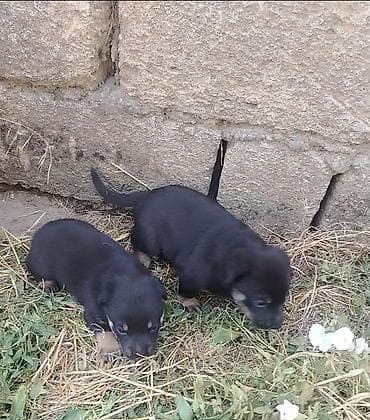 2 il, Dişi, Ünvandan götürmə lalafo.az -da 2 il, Dişi, Ünvandan götürmə