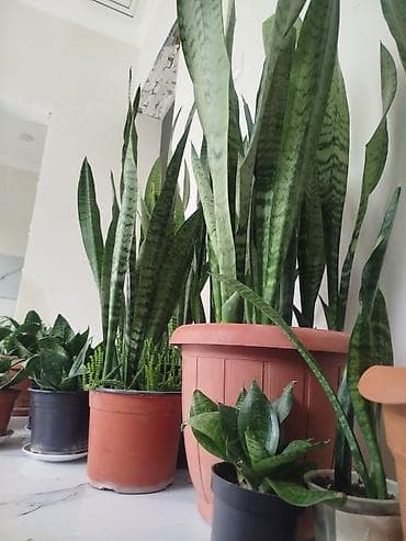 Sansevieria (Qayın dili) otaq bitkiləri – müxtəlif ölçülərdə və lalafo.az -da Sansevieria (Qayın dili) otaq bitkiləri – müxtəlif ölçülərdə və