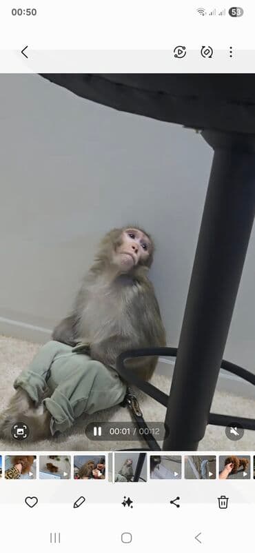 Məhsul: Ev heyvanları üçün təhlükəsiz gəzinti qayışı və lalafo.az -da Məhsul: Ev heyvanları üçün təhlükəsiz gəzinti qayışı və