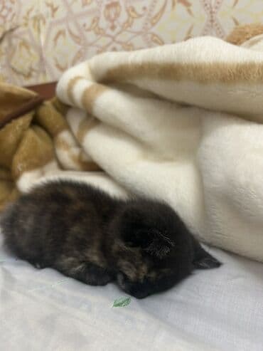 Yaxşı əllərə lalafo.az -da Yaxşı əllərə