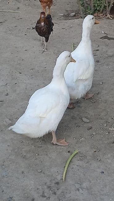Ağ ev ördəkləri – cütlük - Cins: ağ ev ördəyi (Pekin tipli görünüş) - at lalafo.az Ağ ev ördəkləri – cütlük - Cins: ağ ev ördəyi (Pekin tipli görünüş) -