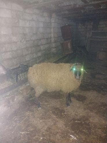 Arpa yonca ile besledilmis kok quzular lalafo.az -da Arpa yonca ile besledilmis kok quzular