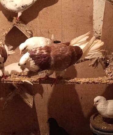 Temiz babayevisqi eni quyruq hundur ayaq uzun quwdardi erkey dest ag lalafo.az -da Temiz babayevisqi eni quyruq hundur ayaq uzun quwdardi erkey dest ag