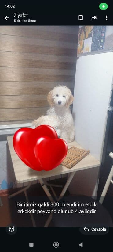 4 ay, Erkek, Peyvəndli, Ünvandan götürmə lalafo.az -da 4 ay, Erkek, Peyvəndli, Ünvandan götürmə