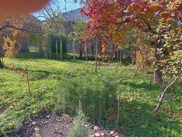 Удобрения: Məhsul: Bağ və landşaft üçün dekorativ palma və iynəyarpaq at lalafo.az — 8 Удобрения: Məhsul: Bağ və landşaft üçün dekorativ palma və iynəyarpaq — 8