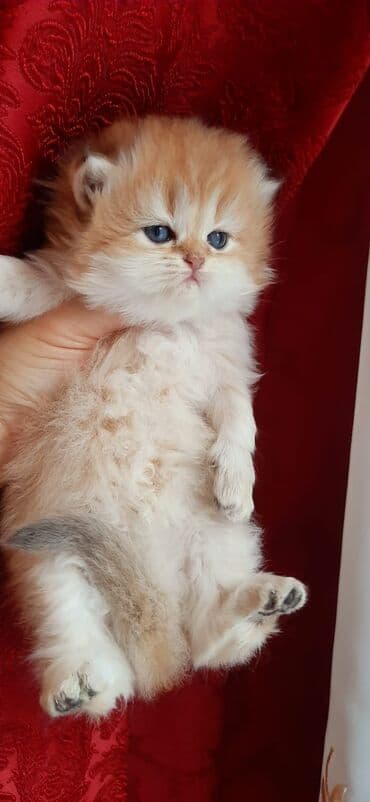 Qızıl şinşilla, Dişi lalafo.az -da Qızıl şinşilla, Dişi