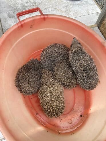 Bağ evləri üçün kirpi satılır. Əla ilan qovucular və dekorativ lalafo.az -da Bağ evləri üçün kirpi satılır. Əla ilan qovucular və dekorativ