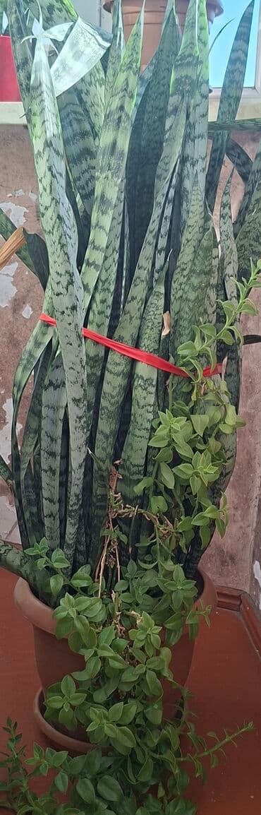Букетные цветы: Sansevieria (Qayın dili) + asma sukulent kompozisiyası – dibçəkdə - at lalafo.az — 1 Букетные цветы: Sansevieria (Qayın dili) + asma sukulent kompozisiyası – dibçəkdə - — 1