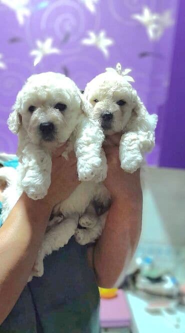 Malta bolonka, 3 ay, Peyvəndli, Ünvandan götürmə, Ödənişli çatdırılma lalafo.az -da Malta bolonka, 3 ay, Peyvəndli, Ünvandan götürmə, Ödənişli çatdırılma