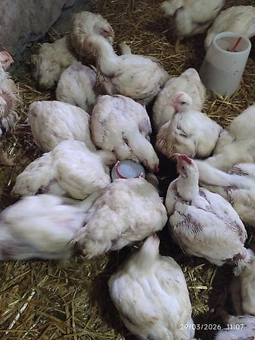 Toyuq, Broyler, Ətlik lalafo.az -da Toyuq, Broyler, Ətlik