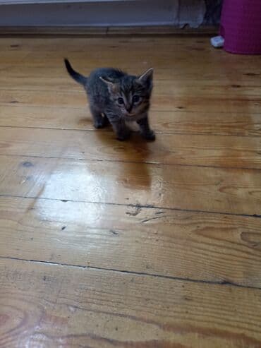 1ayliq balalar etibarlı əllərə verilir Əhmədli metrosuna çatdirilma lalafo.az -da 1ayliq balalar etibarlı əllərə verilir Əhmədli metrosuna çatdirilma