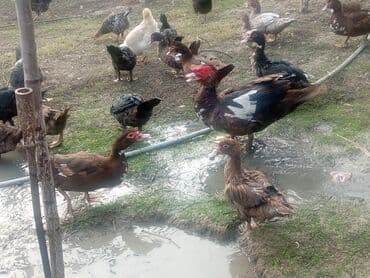 Dişi, | Lal ördək, Yumurtalıq, Ünvandan götürmə lalafo.az -da Dişi, | Lal ördək, Yumurtalıq, Ünvandan götürmə