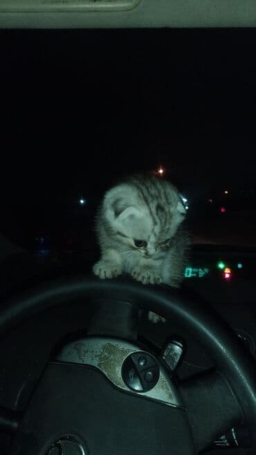 Tabbi, Yaxşı əllərə lalafo.az -da Tabbi, Yaxşı əllərə