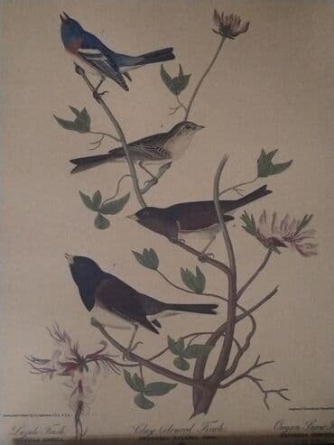 Məhsul: Təbiət mövzulu vintage üslubunda illüstrasiya posterləri lalafo.az -da Məhsul: Təbiət mövzulu vintage üslubunda illüstrasiya posterləri